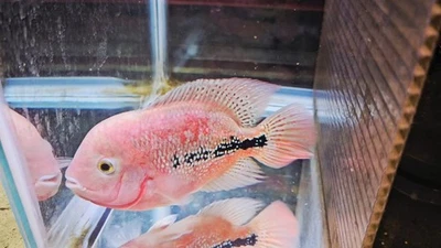 Male Full Red Kamfa F0.5 Golden Base Gene 5" inch - Image 1 of 3