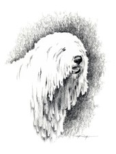 Komondor Dog Pencil Drawing 8 x 10 Art Print by Artist Dj Rogers w/Coa