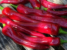 Red Chili Pepper Rokita Semi-hot 25 seeds Polish Heirloom Organic Fresh Tasty!