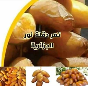 5 Pfund BIO DEGLET NOUR DATES Algerisch / ZERTIFIZIERT BIO / VEGAN / BESTE QUALITÄT - Bild 1 von 4