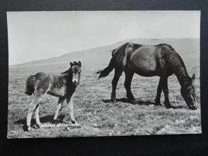 Devon Horse & Pony Theme DENIZENS of DARTMOOR c1930s RP Postcard by Overland - Picture 1 of 2