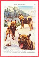 1941 Dog Print ~Norwegian Elkhound by Edward Herbert Miner ~Dogs of the Vikings;