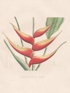 Heliconia Bihai Puerto Rico Lithograph Botany Van Geel Sertum Botanicum 1829 - Picture 1 of 1