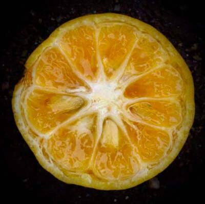 Citrus × tachibana - Naranja tachibana | Cítrico tachibana - Imagen 1 de 2