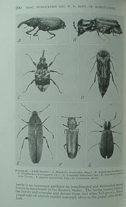 INSECT ENEMIES OF EASTERN FORESTS, 1950 BOOK (USDA) * - Picture 1 of 2
