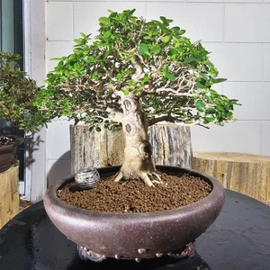 shohin indo premna bonsai trees - Picture 1 of 5