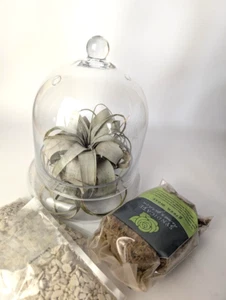 Glass Cloche New  Indoor Garden Terrarium Syndicate Home and Garden Air Plants - Picture 1 of 5