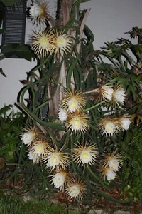Queen Of The Night-Night Blooming Cereus-Rooted In Pot-Selenicereus Grandiflorus - Picture 1 of 6