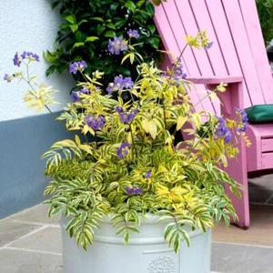Polemonium Golden Feathers Perennial Plug Plants Pack x6 - Afbeelding 1 van 2