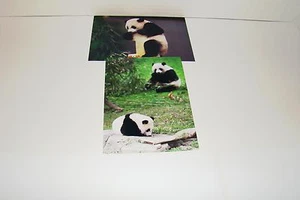 BAO BAO The Panda Bear Cub #5 - Picture 1 of 1