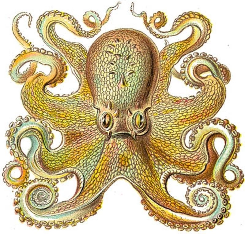 Azulejo de cerámica arte criatura marina pulpo Foto 1 de 1