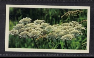 HOGWEED - 35 + year old English Tobacco Card # 20 - Picture 1 of 2