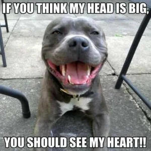 Funny Staffy magnete frigorifero per cani 3 1/2 x 3 1/2" - Foto 1 di 1