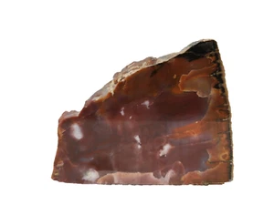 Genuine Polished Petrified Wood Some Intact Bark 3.5"L X 2.75"H X 1.5"W - Picture 1 of 6