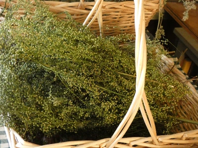 Paquetes Sweet Annie ~ Envío gratuito Foto 1 de 4