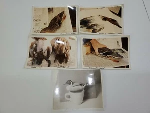   Vintage lot of 5 duck Photos Kodak   - Picture 1 of 5