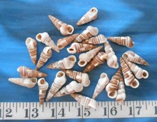 ~ Horn Shells (Augers) ~ 25 ~ Shellcraft ~ Seashells ~ Sailor's Valentines ~
