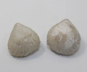 Brachiopode, Orbirhynchia sp., gesso, Turon, wüllen di Ahaus, Repubblica Federale Tedesca -eb9683 - Foto 1 di 5
