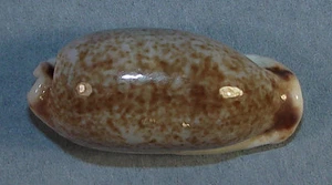 CYPRAEA CYLINDRICA 31.99mm SUPER CHOICE RARE ROSTRATED Noumea, N Caledonia - Picture 1 of 4