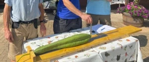 Giant Luffa seed. Giant Vegetable seed. - Picture 1 of 2
