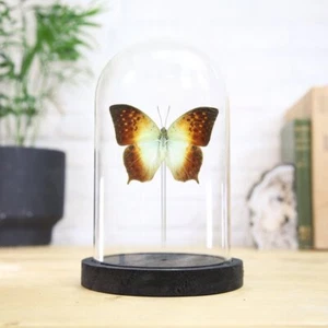 Forest Pearl Charaxes Butterfly Glass Bell Jar - Moth Bug Entomology Taxidermy - Picture 1 of 4