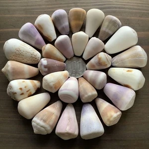 Cones shells cones Genuine Sea shells From Japan  No.488  - Picture 1 of 4