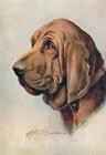 Dog Dogs Bloodhound Artist Illustrated unused embossed old pc De Reszke