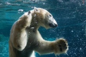 swimming polar bear ANIMAL PHOTO POSTER kid friendly naturalistic 20x30 HOT - Picture 1 of 1