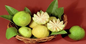 BeauFlora Hybrid Guava ( Arka Mridula Guava , Layering plant ) 1 Bare-Root Plant - Picture 1 of 1