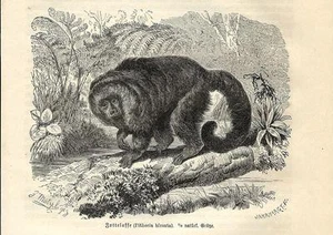 Stampa antica SCIMMIA PITECIA MONACO monkeys 1891 Old antique print - Picture 1 of 1