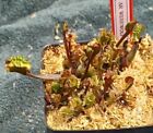 Venus Flytrap AR WEREWOLF Multiple Plants In Pot Carnivorous Plant