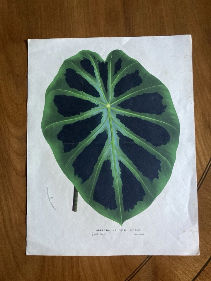 Auténtica impresión en color del siglo XX de una Alocasia Jennings Foto 1 de 4