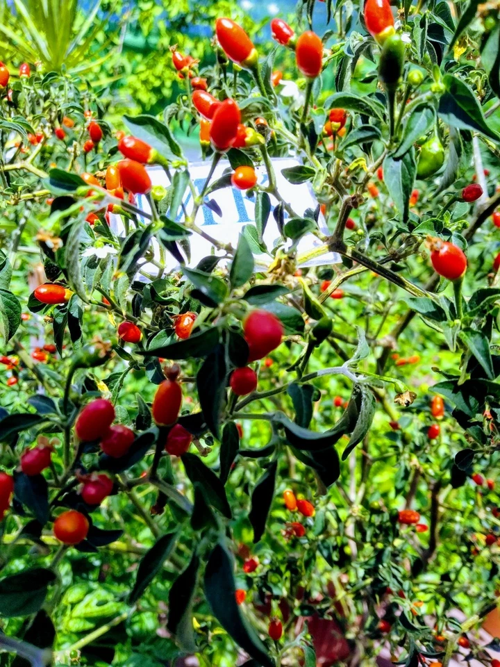 CHILE CONGO FROM NICARAGUA 10 seeds, seeds, capsicum annuum, home harvest (64)