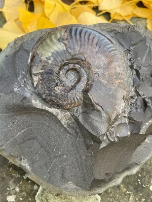 Ammonit Eleganticeras aus Nordengland , Yorkshire - Bild 1 von 4