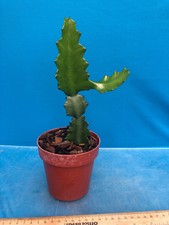 Euphorbia antiquorum Collector Plant Rooted Established Division 4 Inch Pot