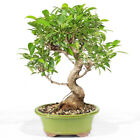 Golden Gate Ficus Bonsai Tree Indoor Live Plant Microcarpa Swirl Trunk 9 Inch