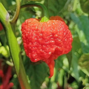 Carolina Reaper , 10 semillas , Capsicum chinense (200) - Picture 1 of 1