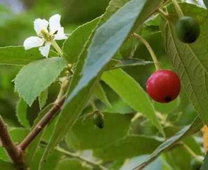 100 semi di Muntingia calabura, ciliegio giamaicano, semi di ciliegio panamense, frutto esotico - Foto 1 di 6