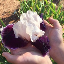 Tall Bearded Iris: Dangerous Mood,White-Purple Black Bloom Creates Garden Drama