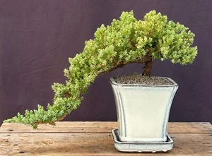 Juniper Bonsai Tree-Cascade Style 10"H Outdoor Juniper Procumbens Nana Evergreen - Picture 1 of 1