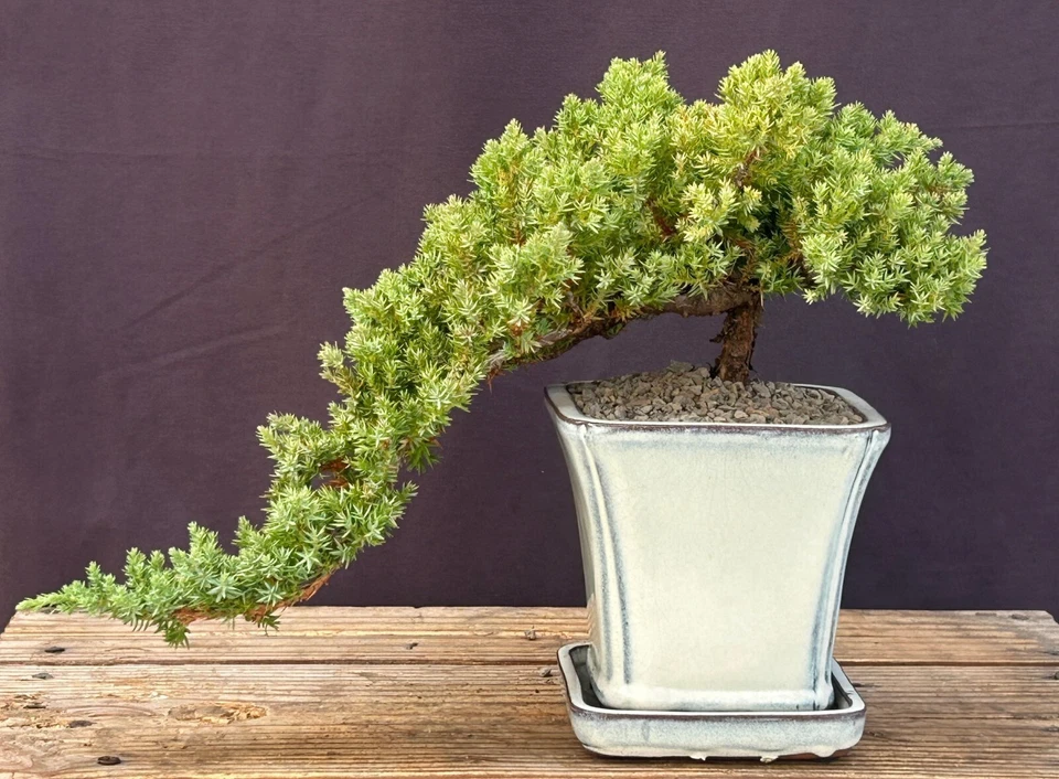Juniper Bonsai Tree-Cascade Style 10"H Outdoor Juniper Procumbens Nana Evergreen - Image 1 of 1