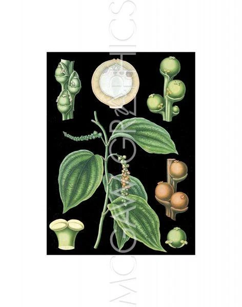 Pipe Nigrum conocido como pimienta negra, representante vintage, impresión artística de decoración de pared 14" x 11" Foto 1 de 1
