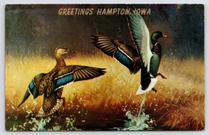 Hampton IA Colorful Mallard Ducks Taking Off~Greetings~Lynn Bogue Hunt Postcard - Picture 1 of 2
