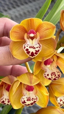 Cymbidium Carmel Spit 'Bunch Yellow'. Olla fragante ~ 5" Foto 1 de 4