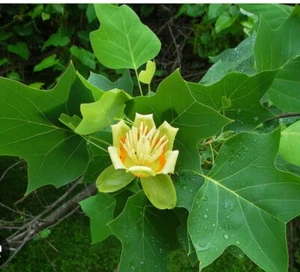 Tulip Poplar Tree Liriodendron tulipifera-18-25 inch tall potted trees - Picture 1 of 3