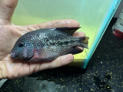 Avatar Vieja Male - Image 1 of 2