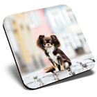 Square Single Coaster - Brown Chihuahua Dog Puppy  #15551