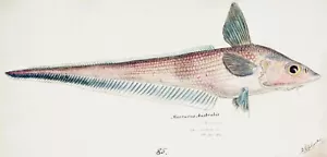 14534.Decor Poster print.Room art.Marine life drawing.Fish market wall design - Picture 1 of 1
