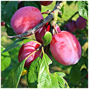 Dwarf Patio Miniature Victoria Plum Tree, In a 3L Pot, Self-Fertile - Picture 1 of 3