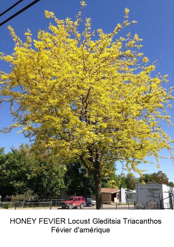 FEVIER HONEY Seeds Locust Gleditsia Triacanthos Seed BONZAI Fast + Growth CANADA - Image 1 of 1